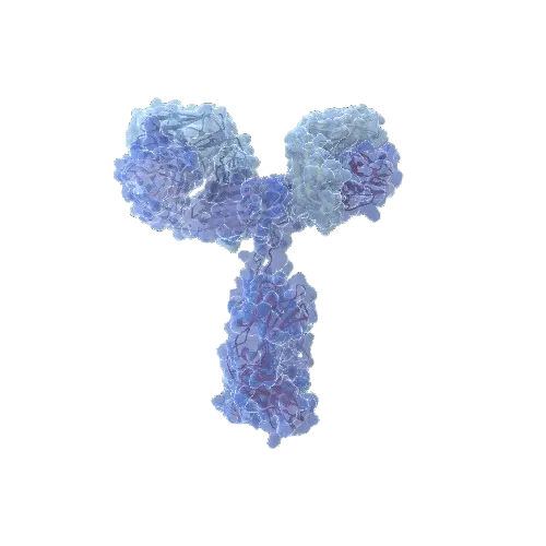 Human LAMC2 Antibody Pair - BSA and Azide free